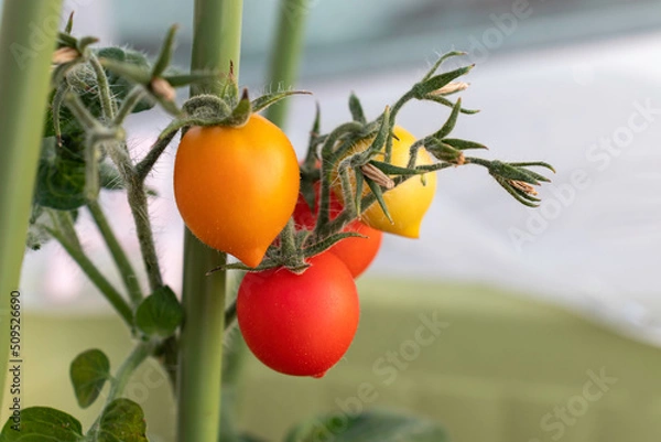 Obraz ミニトマト　果実