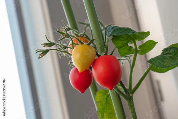 Obraz ミニトマト　果実