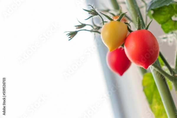 Obraz ミニトマト　果実