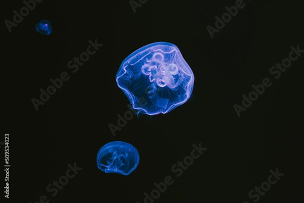 Fototapeta Jellyfish 
