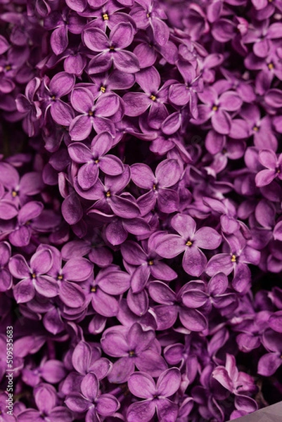 Obraz Lilac close up 