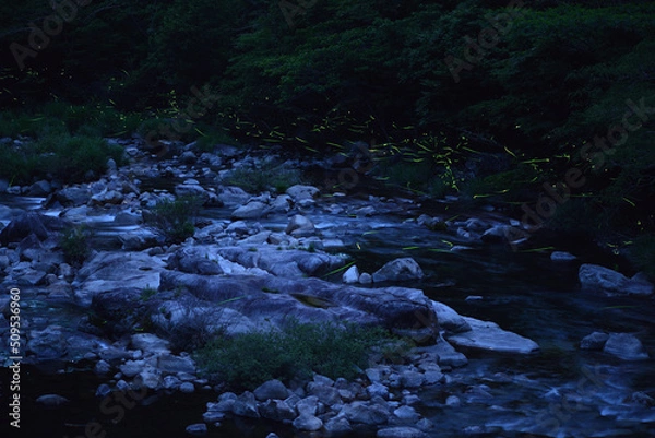 Fototapeta 川辺を舞うホタル-1