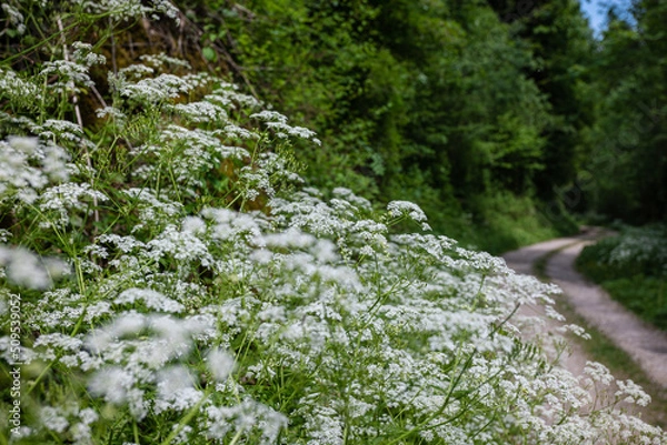 Obraz Blumen am Wegesrand auf einer Wanderung