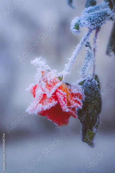 Fototapeta Rosenblüte im Winter