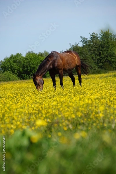 Obraz Pferde auf blühender Weide