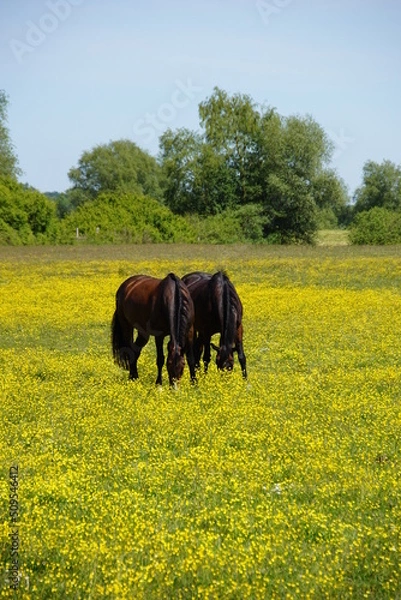 Obraz Pferde auf blühender Weide
