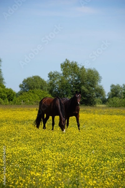 Obraz Pferde auf blühender Weide