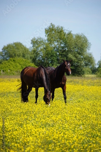 Obraz Pferde auf blühender Weide