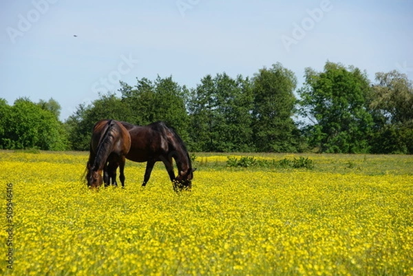 Obraz Pferde auf blühender Weide