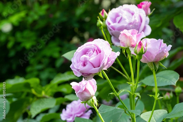 Fototapeta 神奈川県横浜市　横浜イングリッシュガーデンのバラ