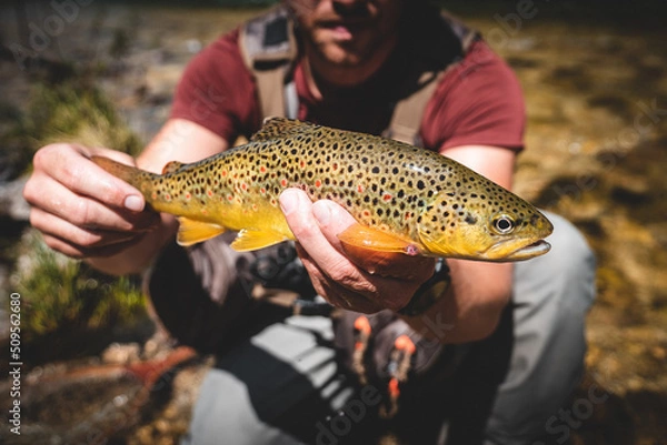 Obraz Frische Bachforelle beim Fliegenfischen gefangen	