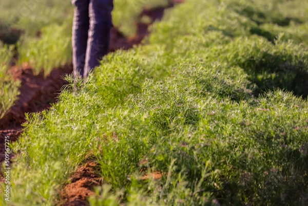 Obraz cumin (zira) on a farm in Gujarat India,Cumin cultivation and plants,most popular cumin seeds plant in indian farm or garden,carvi