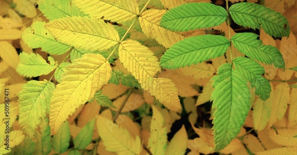 Fototapeta Meadowsweet is fading in the fall. Yellow and green vegetal leaves. Plant leaf autumn illustration. Horizontal stories
