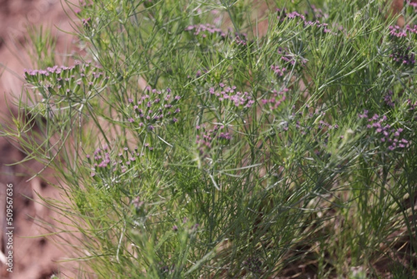 Obraz Zira, cumin: plant,unripped cumin Seeds and Jeera or zira plants,Agriculture of cumin seed,Cumin cultivation and plants
