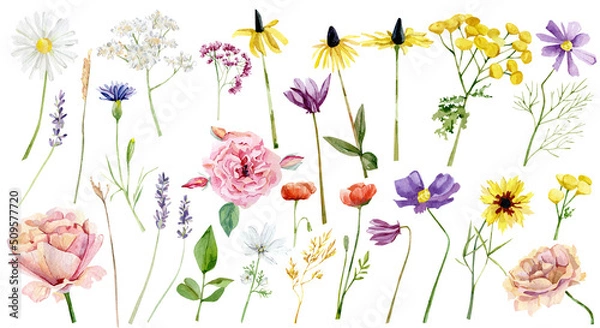 Obraz Watercolor meadow wildflowers, field floral set. Hand painted botanical herbs plants, leaves isolated on white background. Botanical illustration for design, print, wedding invitation