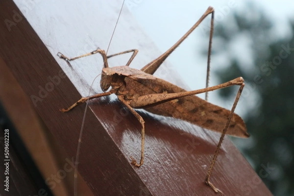 Fototapeta kalimantan,indonesia 01-01-2019

a picture of Mecopoda is the type of genus of bush crikets of the subfamily Mecopodinae