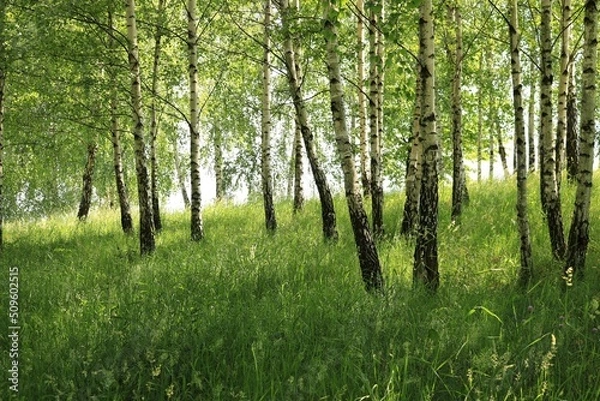 Fototapeta Zagajnik brzozowy