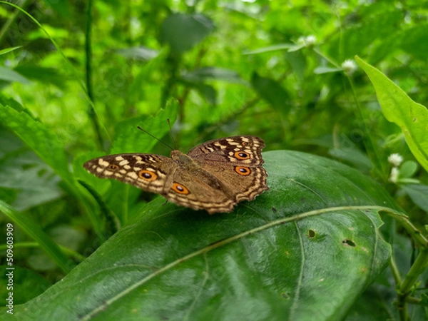 Fototapeta butterfly on a leaf