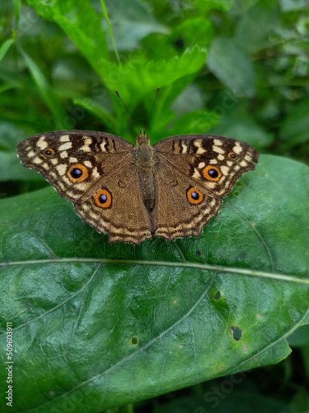 Fototapeta butterfly on leaf
