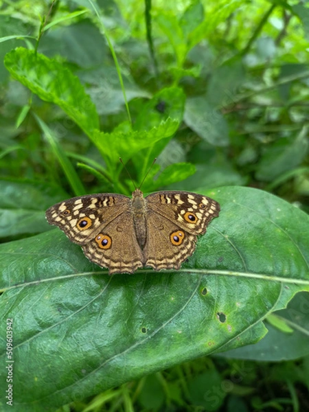 Fototapeta butterfly on leaf