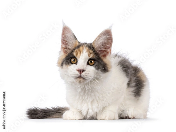 Fototapeta Cute Maine Coon cat kitten with raccoon like mask, laying down side ways. Looking to camera. Isolated on a white background.