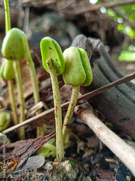 Fototapeta green tree python