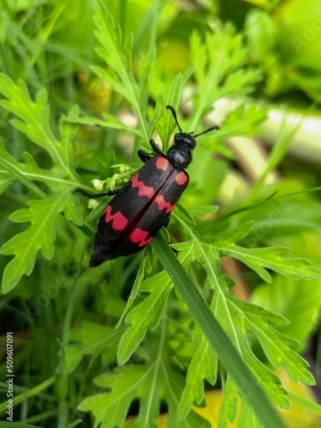 Fototapeta bug on a leaf