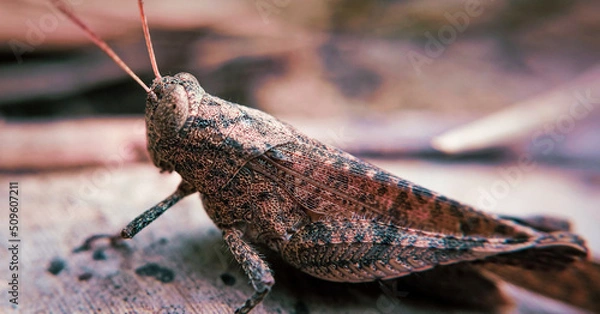 Fototapeta grasshopper sitting on the ground