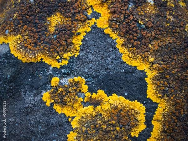 Obraz Geografia di licheni