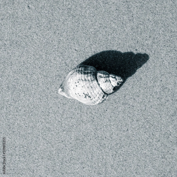 Obraz shell on the beach