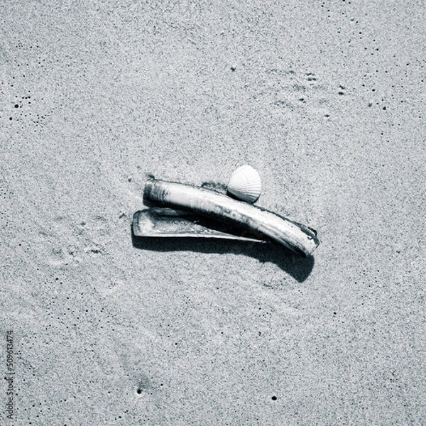 Obraz shell in the sand