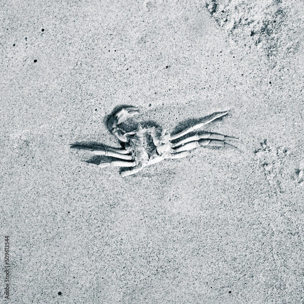 Obraz fish on the beach