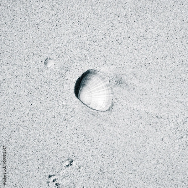 Obraz shell on the sand