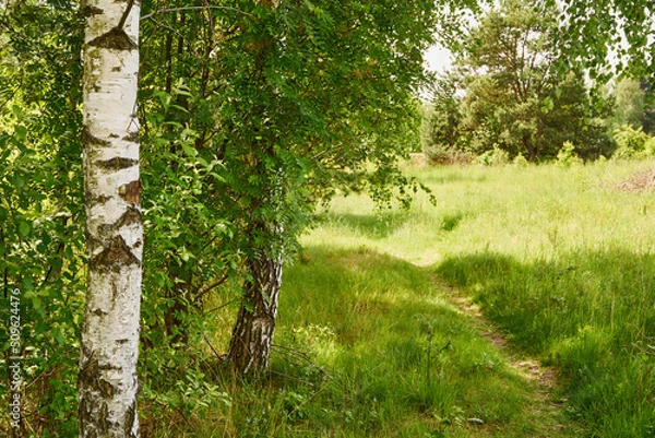 Obraz brzoza na łące i ścieżka  