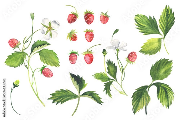 Fototapeta Wild Strawberries, Sprig, Leaves, Berries. Elements isolated on white. Watercolor.