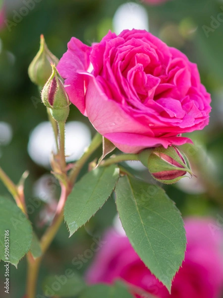 Fototapeta フラワーガーデンのバラ