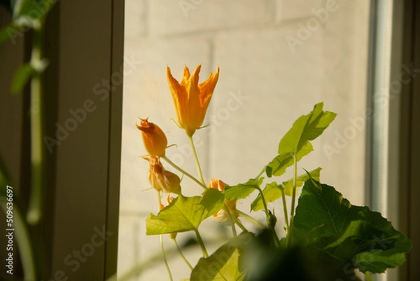 Obraz Home Gardening - Growing zucchini in a pot indoors
