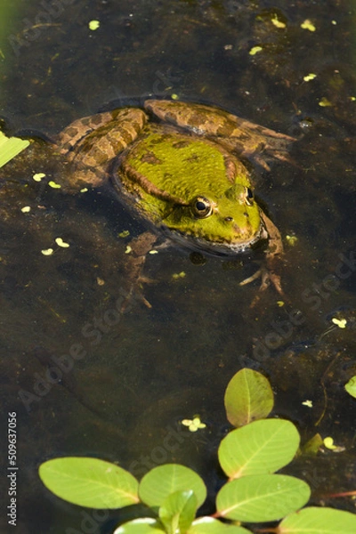 Obraz Green frog in the pond