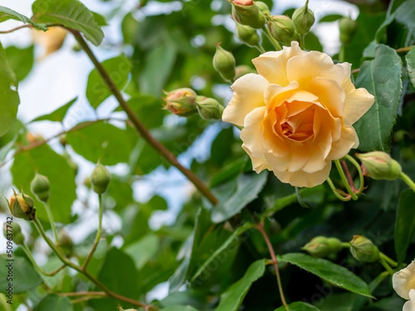 Obraz フラワーガーデンのバラ