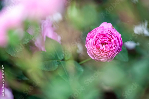 Obraz フラワーガーデンのバラ