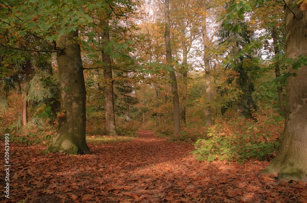 Obraz Autumn in the forest