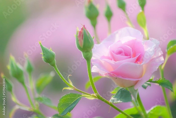 Obraz フラワーガーデンのバラ