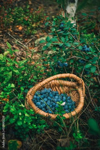 Fototapeta Blueberry. Wild berry.Gifts of nature. Healthy food. Forest