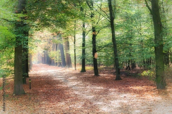 Obraz Path in the forest
