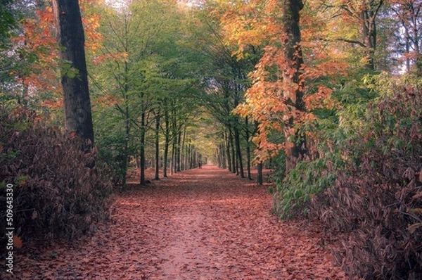 Obraz Walking on the fallen leafs.