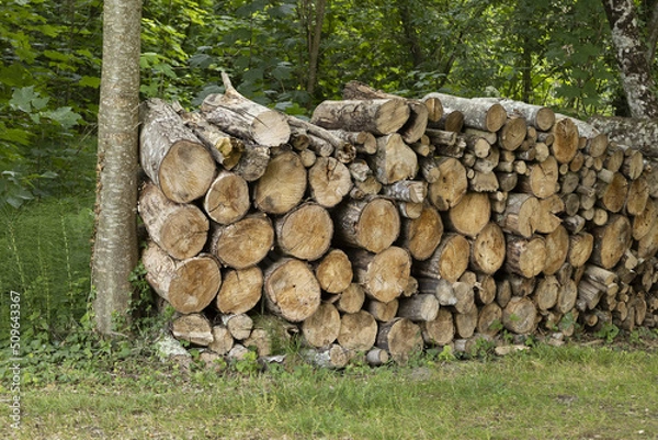 Obraz Bois coupé dans une forêt