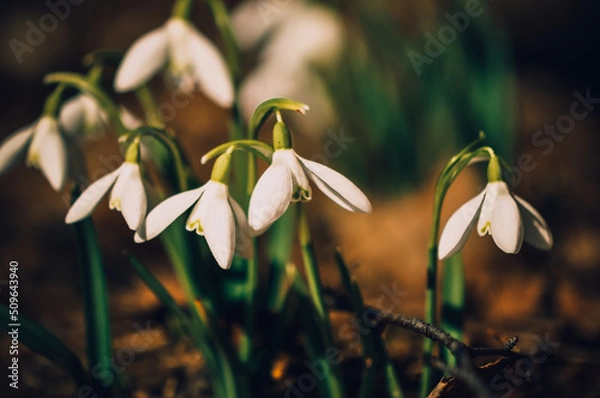 Obraz Snowdrops.Spring flowers. Primroses.