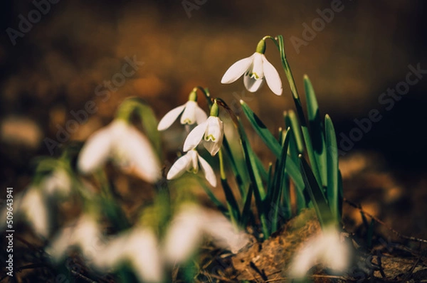 Fototapeta Snowdrops.Spring flowers. Primroses.