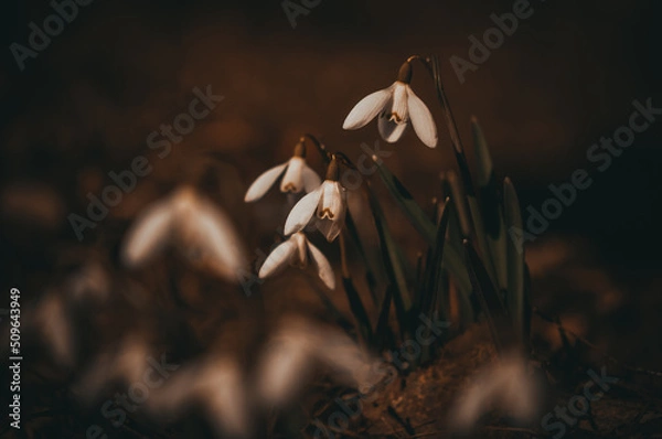 Fototapeta Snowdrops.Spring flowers. Primroses.
