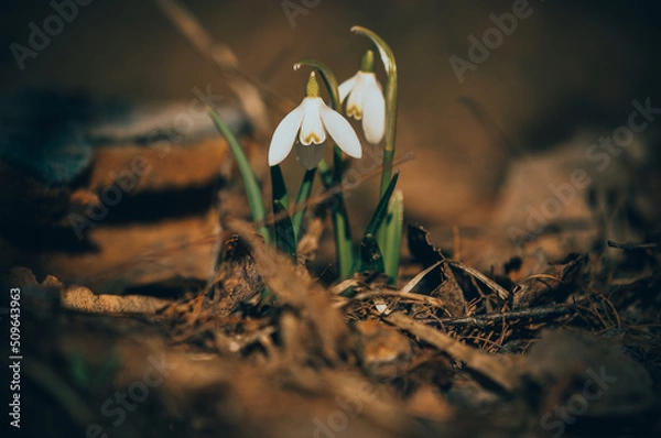 Fototapeta Snowdrops.Spring flowers. Primroses.